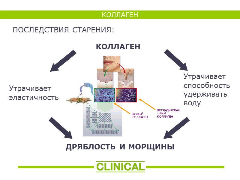 КОЛЛАГЕН ПОСЛЕДСТВИЯ СТАРЕНИЯ: КОЛЛАГЕН Утрачивает эластичность ДРЯБЛОСТЬ И МОРЩИНЫ Утрачивает способность удерживать воду